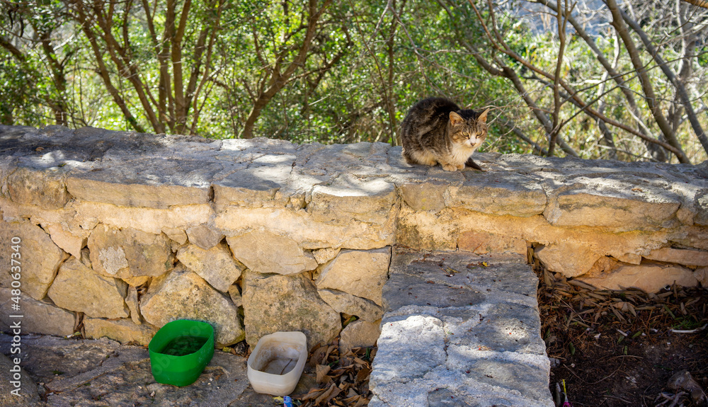 Obraz premium Gato callejero
