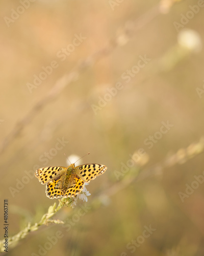 Diesen wunderschönen Schmetterling habe ich bei einem kleinen Spaziergang entdeckt. Zum Glück hatte ich die Kamera dabei und konnte somit diesen schönen Moment einfangen