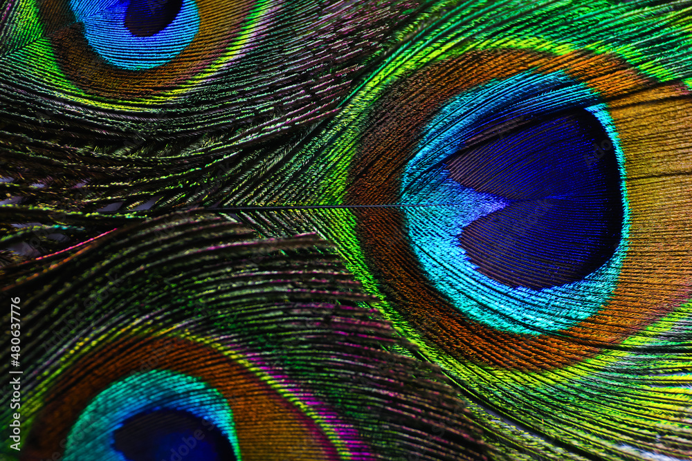 Fototapeta premium Beautiful bright peacock feathers as background, closeup