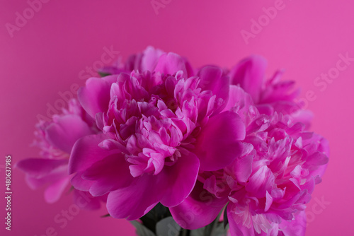 Beautiful bouquet of pink and white Peonies. Floral spring seasonal wallpaper. Close up photography softfocused peony. © Hanna Aibetova
