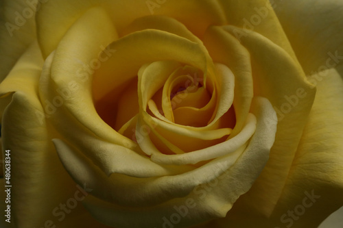 Flower of Yellow rose in the summer garden. Roses on dark background with shallow depth of field. Beautiful rose in the sunshine. Yellow garden rose on a bush in a summer garden. Flower petals