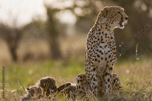 cheetah mother with cubs in back light.