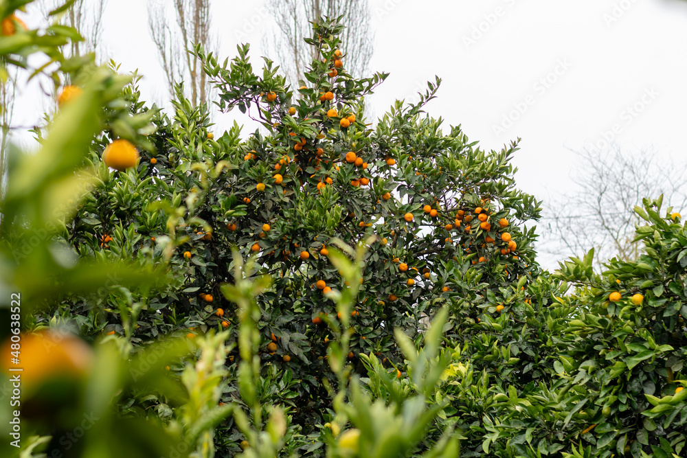 Tangerine tree with ripe orange tangerine fruits on branches Tangerine tree with ripe orange tangerine fruits on branches
