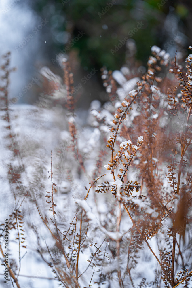 Snowy Foliage in a Forest Snowy Foliage in a Forest