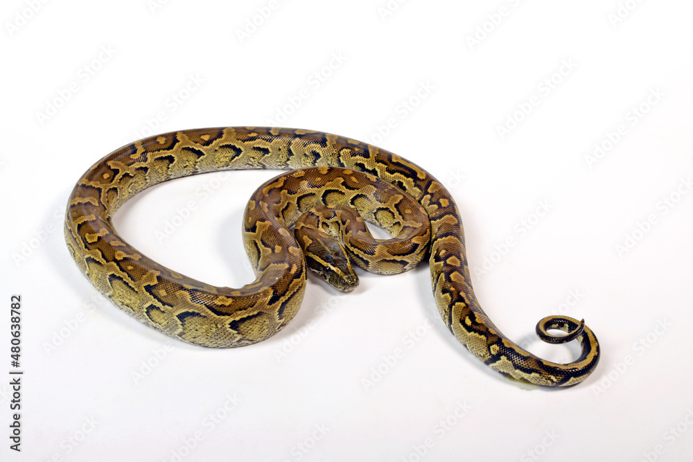 African rock python // Nördlicher Felsenpython (Python sebae) African rock python // Nördlicher Felsenpython (Python sebae)