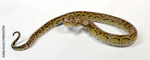 Nördlicher Felsenpython // African rock python (Python sebae)