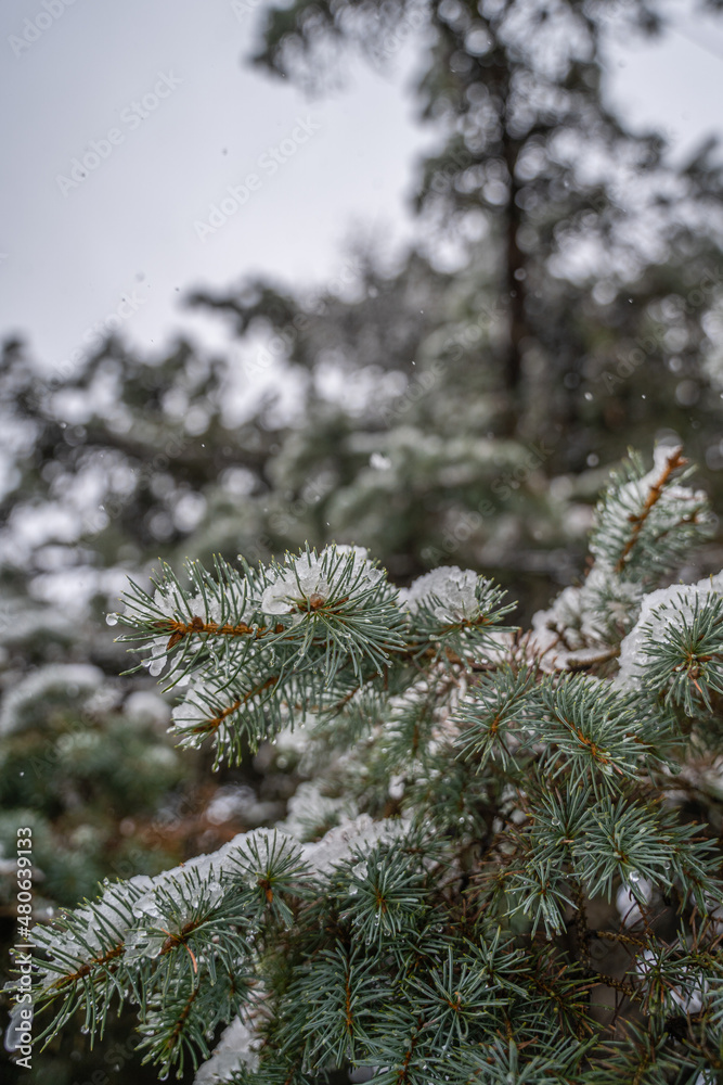 A Snowy Pine Tree