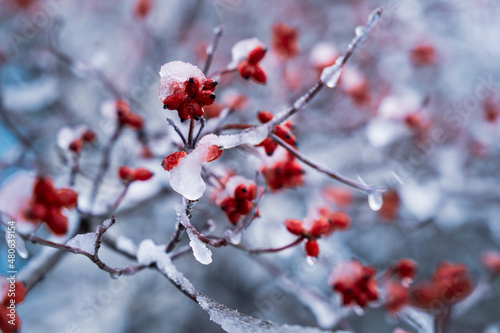 Red berries on a snowy tree