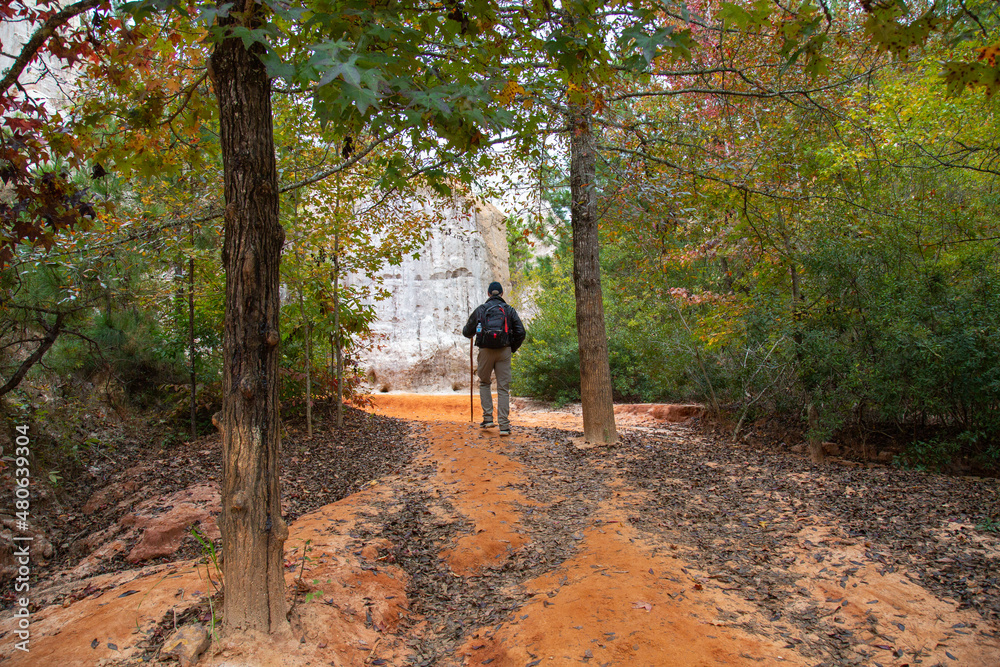 Fototapeta premium walking in the forest