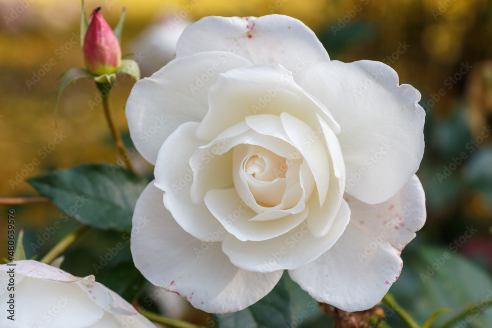 White rose all over the picture