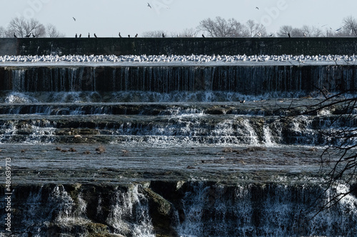Flock of Ring-billed Gulls gathered over waterfall on spillway