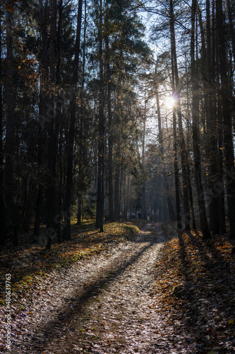 Autumn forest road with sunlight