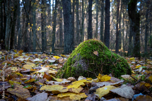 The stone lies in the autumn covered with a green blanket