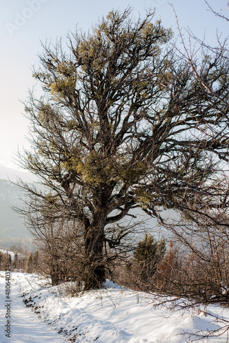 Wallpaper Mural trees in the snow Torontodigital.ca