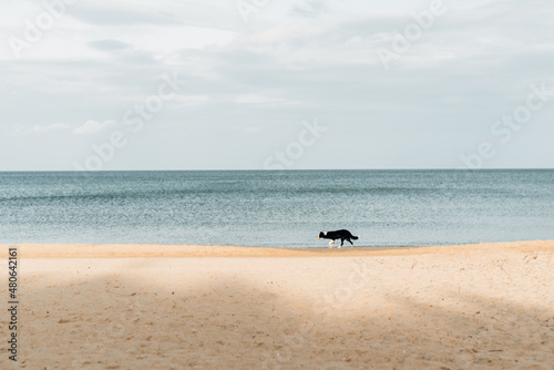 The dog runs along the seashore. Pet on a walk. Wander in search of happiness.
