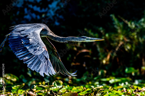 A great blue heron, Ardea herodias, flies over lily pads at Mill Pond near Plymouth, Indiana photo