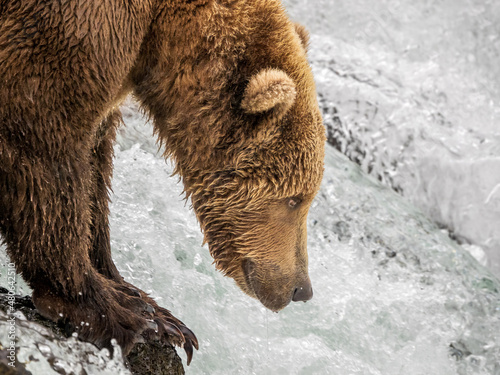 Принти на полотні Coastal Brown Bear with big claws fishes for spawning salmon at Brooks Falls