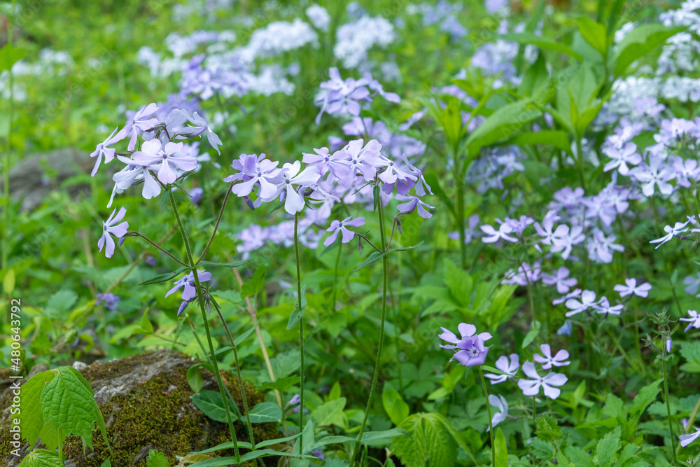 Close up of purple wood phlox or wild sweet william in a green field. Close up of purple wood phlox or wild sweet william in a green field.