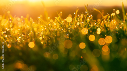 grass with dew drops in golden morning light