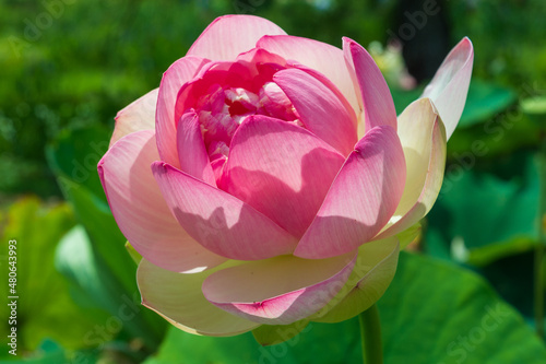 A pink sacred or Indian lotus  Nelumbo nucifera  in full bloom on a summer afternoon 