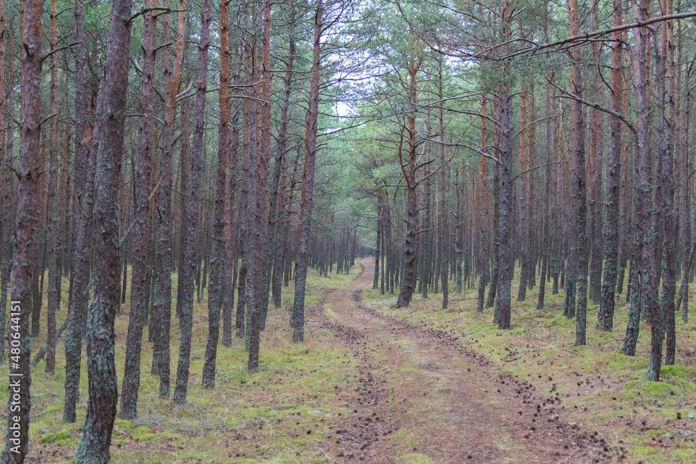 Winding pathway between tree trunks in forest at Curonian Spit, Kaliningrad Oblast, Russia. Winding pathway between tree trunks in forest at Curonian Spit, Kaliningrad Oblast, Russia.