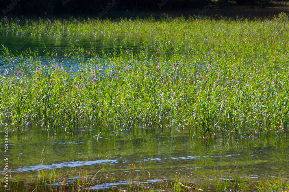Fresh green reed growing at a lakeshore in the bavarian alps