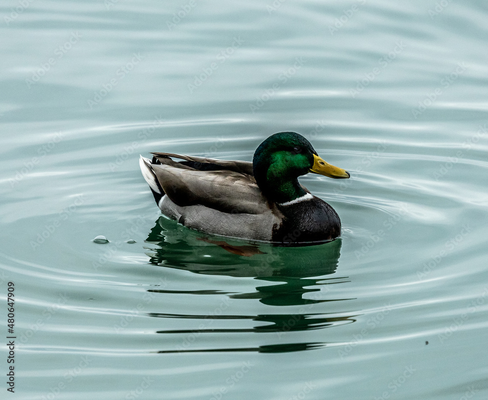 Fototapeta premium duck on the water