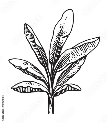 Big banana palm shrub. Tropical plant. Hand drawing outline. Sketch of exotic plants. Isolated on white background. Vector