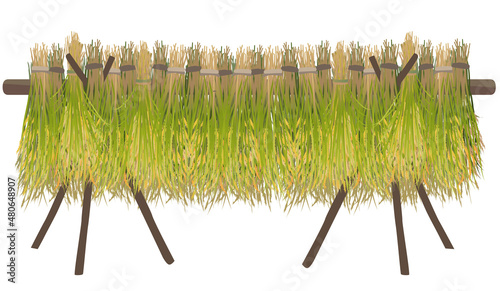 Vector illustration of drying rice on a rack