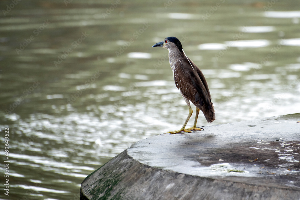 Fototapeta premium Heron birds that feed on the river