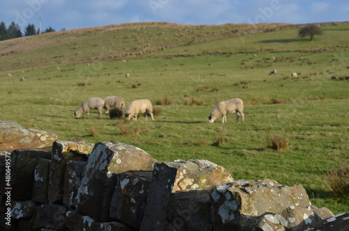Farming sheep in the countryside