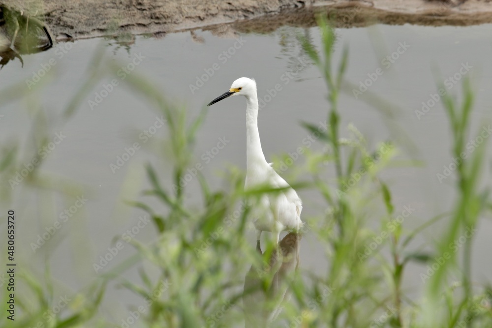 Little egret in the urban environment Little egret in the urban environment