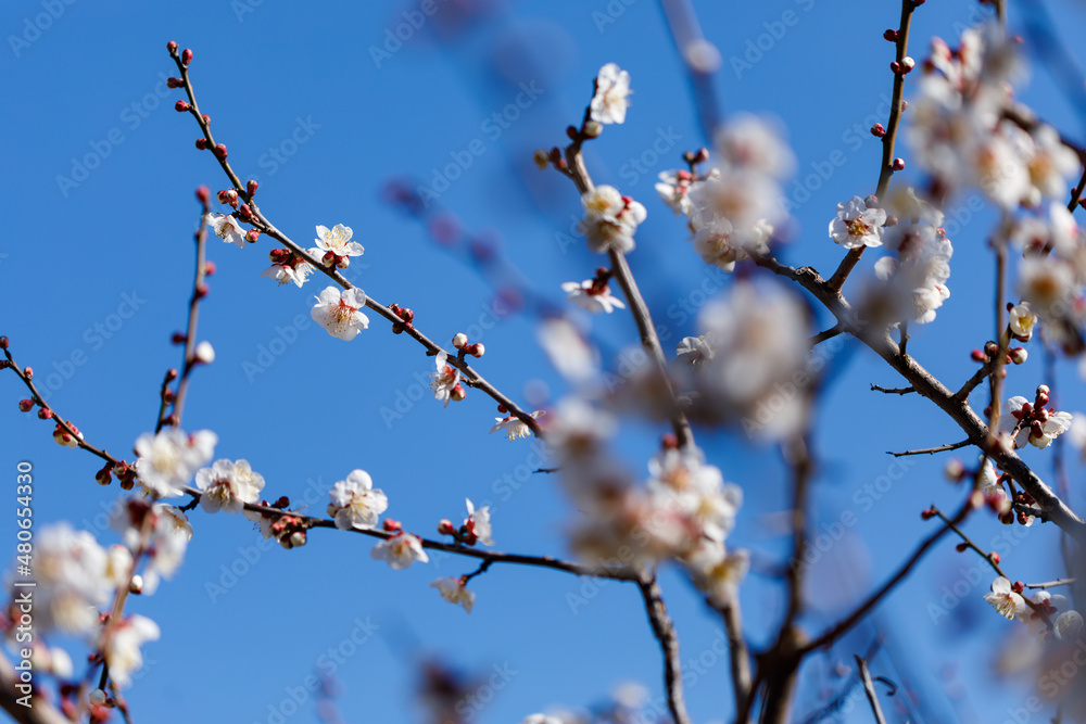 梅の花 梅の花