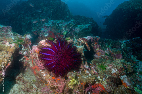 A crown-of-thorns starfish glides across a coral pinnacle, Similan Islands, Andaman Sea, Thailand
