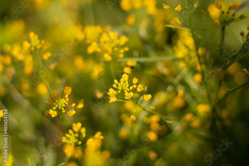 field of yellow flowers © Евгения Жилинская
