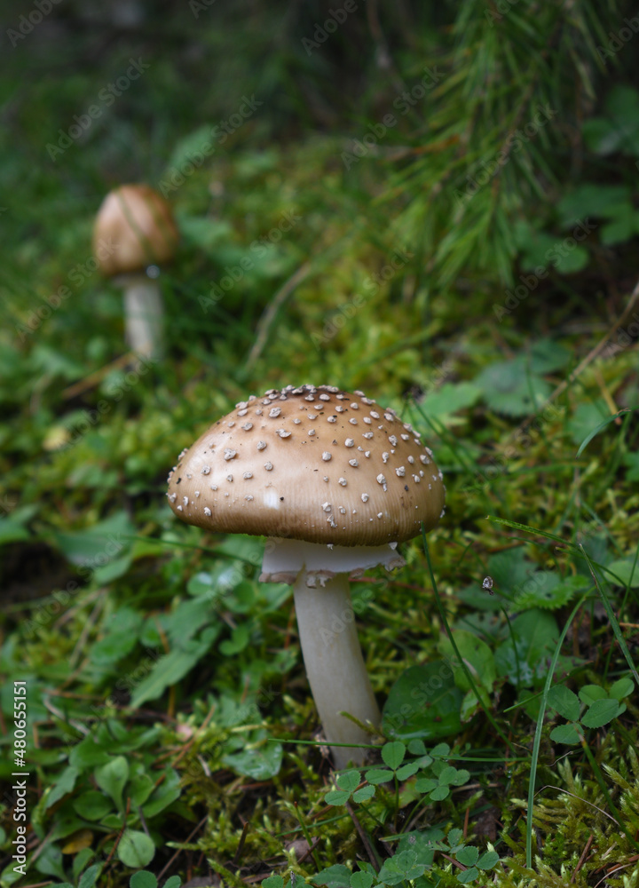 Beautiful wild panther cap or amanita pantherina mushroom. Used for medicines Beautiful wild panther cap or amanita pantherina mushroom. Used for medicines