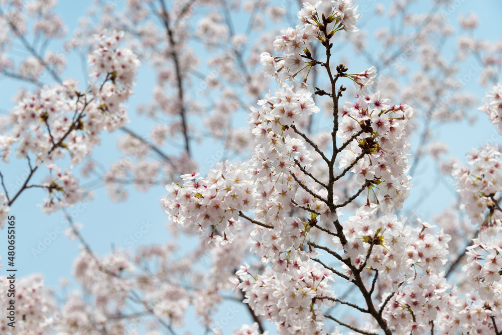 Kyoto, Japan - Cherry blossoms at Site of Keage Incline in Kyoto, Japan. Keage Incline is one of the best places to enjoy the cherry blossom season in Kyoto. Kyoto, Japan - Cherry blossoms at Site of Keage Incline in Kyoto, Japan. Keage Incline is one of the best places to enjoy the cherry blossom season in Kyoto.