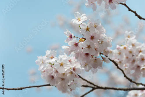 Kyoto, Japan - Cherry blossoms at Site of Keage Incline in Kyoto, Japan. Keage Incline is one of the best places to enjoy the cherry blossom season in Kyoto.