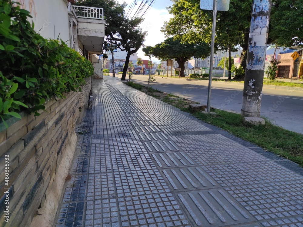 Acera o pavimento de avenida con piso podotáctil para ciegos con gatito caminando cerca de plantas