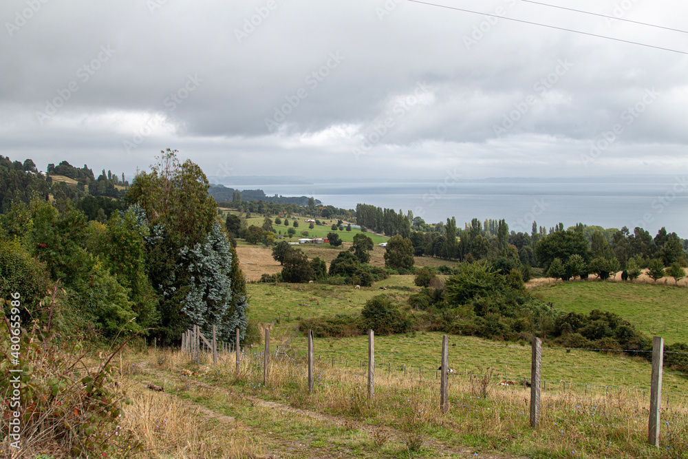 Naklejka premium vineyard in region