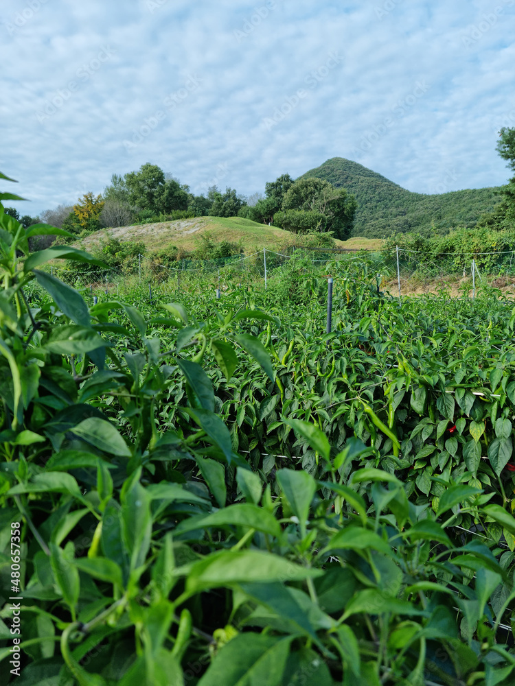 summer rural pepper field scenery.