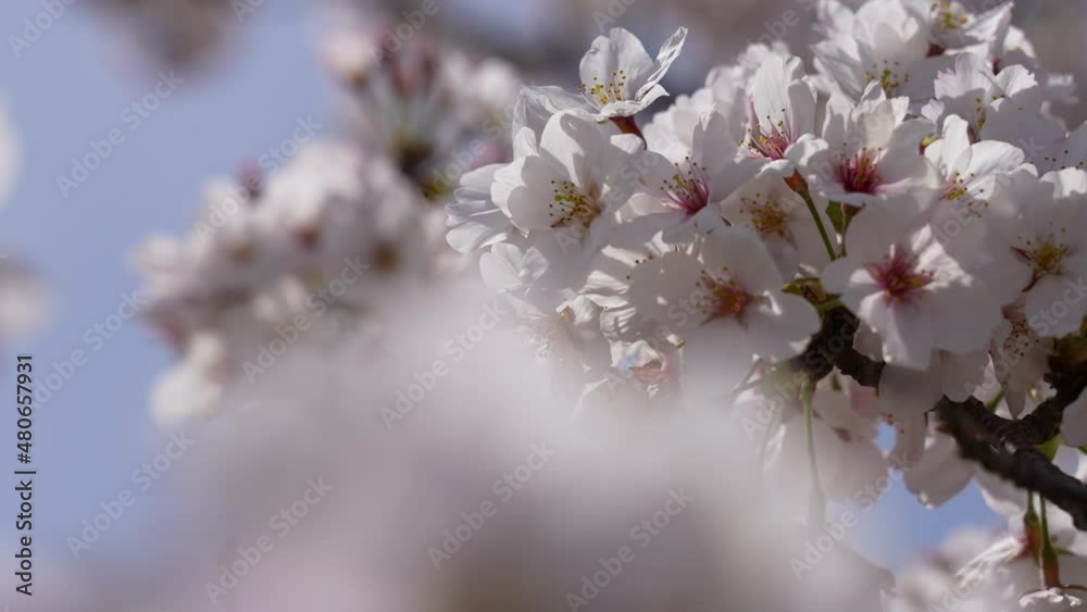 Cherry blossoms swaying in the wind taken by a fixed camera. Cherry blossoms swaying in the wind taken by a fixed camera.