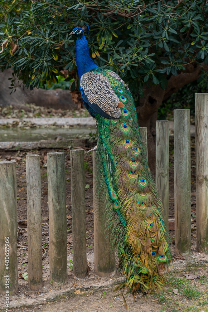 Fototapeta premium Indian peafowl
