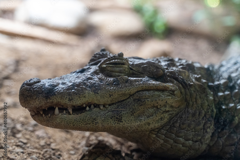 Fototapeta premium Caiman in the zoo