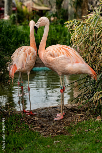 flamingo in the zoo photo