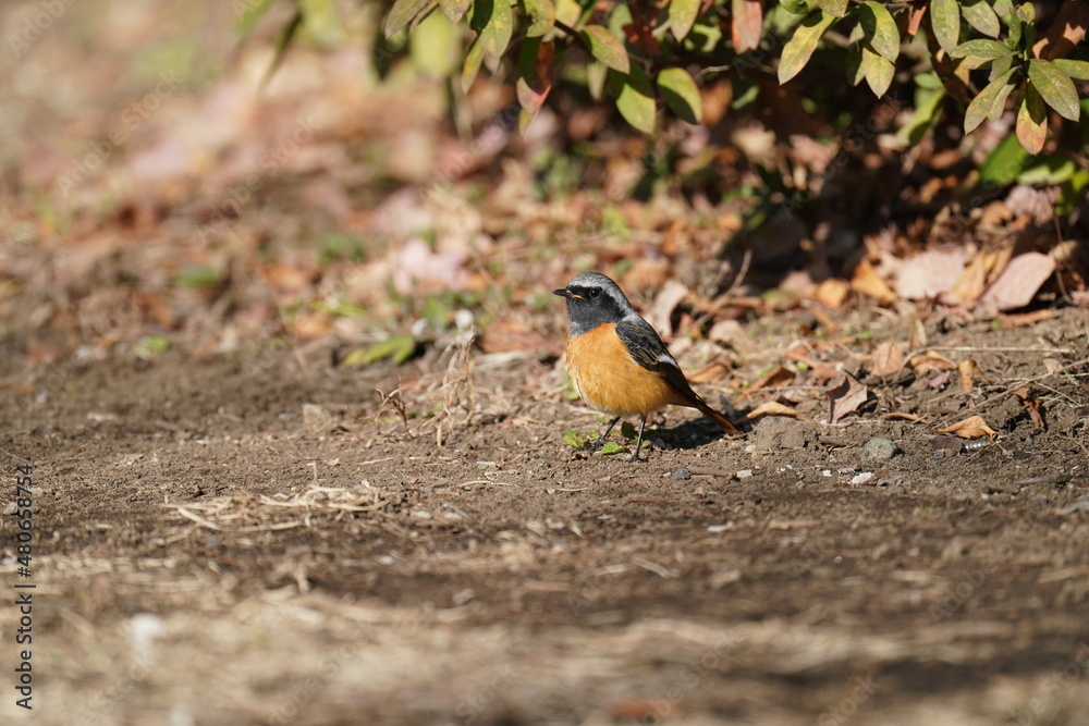 daurian redstart on the ground daurian redstart on the ground