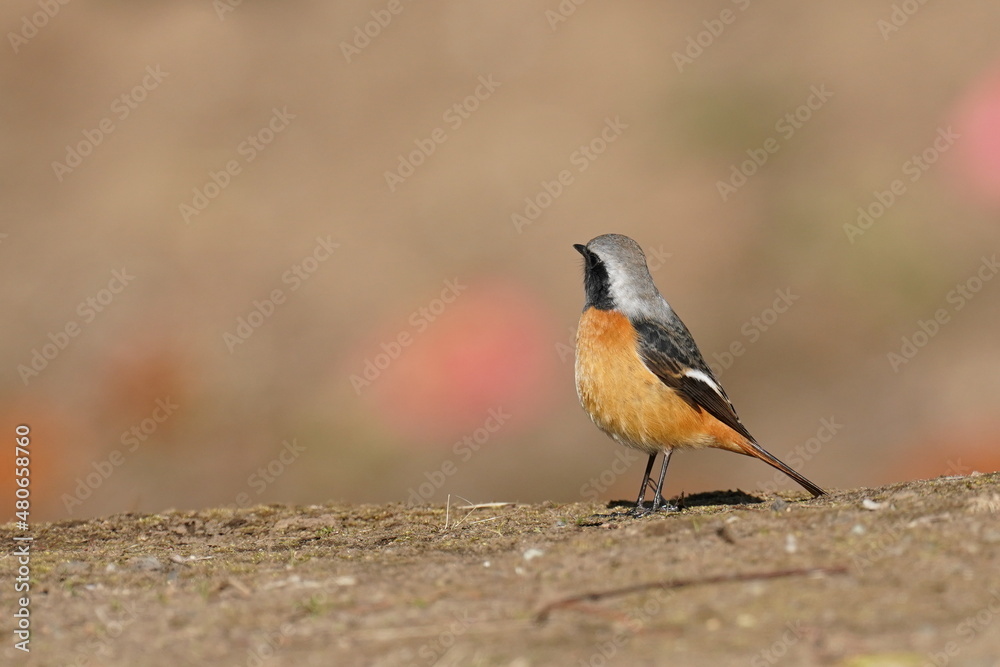 daurian redstart on the ground daurian redstart on the ground