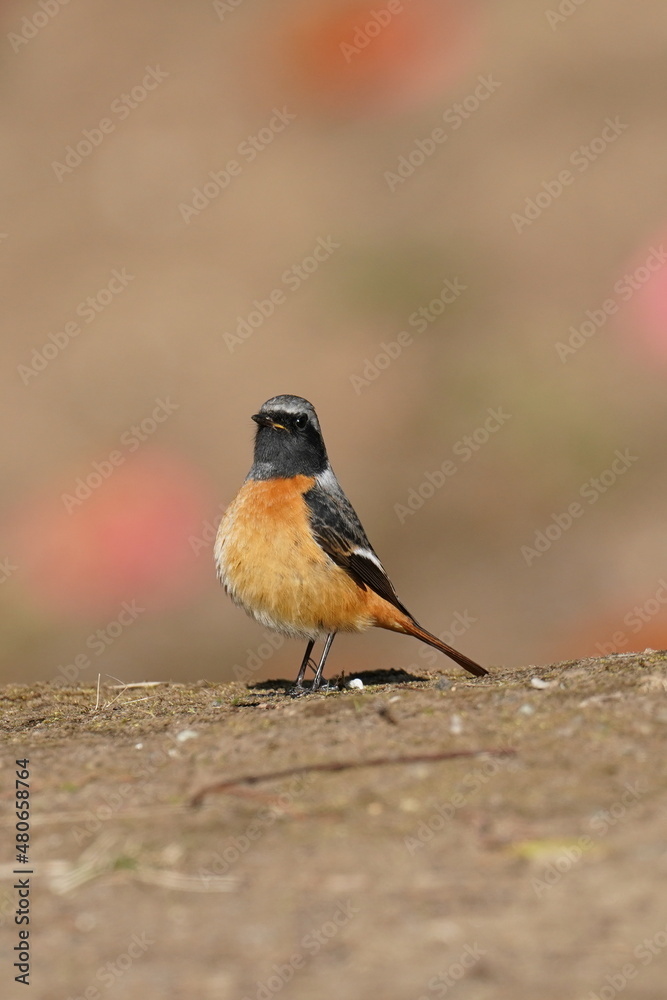 daurian redstart on the ground