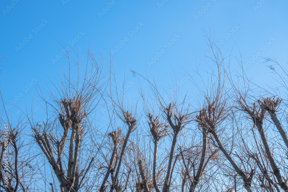 Fototapeta premium pruned plane trees and branches. topiary.