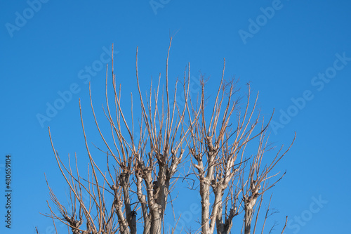 pruned plane trees and branches. topiary.